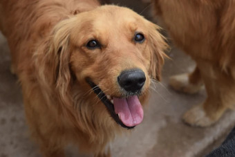 Image of Smart Dog Juarez service in Juarez, Chiapas, Mexico