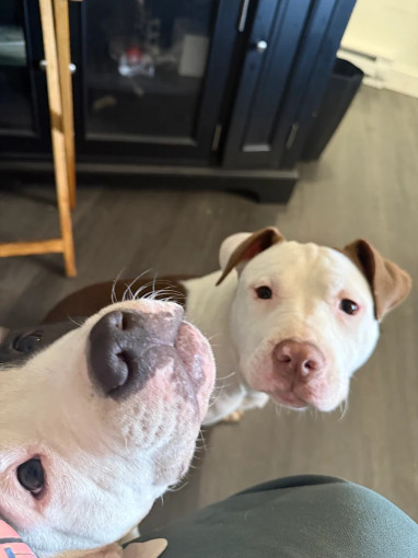 Image of Pavlov's Pooch -Dog Training & beyond service in Philadelphia, Pennsylvania, United States