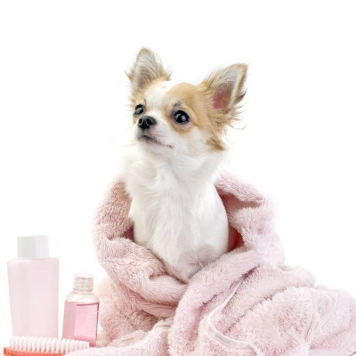 Image of Pet Spa & Boutique Studio Pielęgnacji Zwierząt service in Przeźmierowo, Greater Poland Voivodeship, Poland