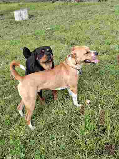 Image of Rangiora Boarding Kennels service in Rangiora, Canterbury, New Zealand