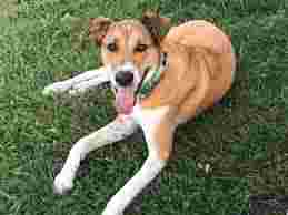 Image of HONEY PAWS DOG BOARDING service in Jonesville, North Carolina, United States Image of HONEY PAWS DOG BOARDING service in Jonesville, North Carolina, United States