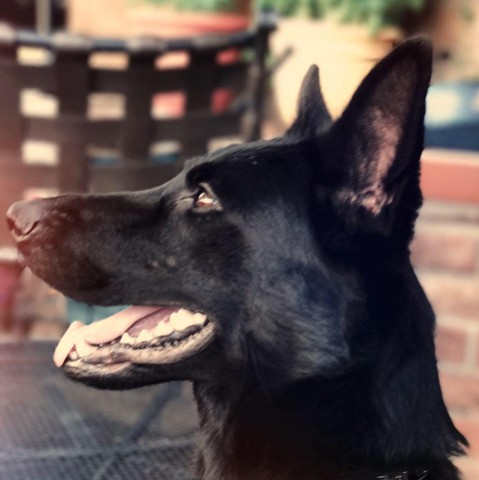 Image of DALLAS DOG TRAINING service in Dallas, Georgia, United States