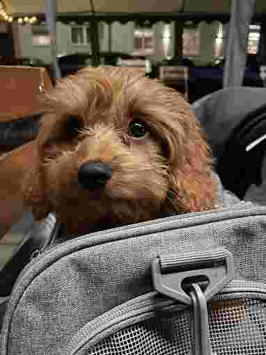 Image of BESSER MIT HUND - kompetente & individuelle Hundeschule in München Ost service in Munchen, Bayern, Germany