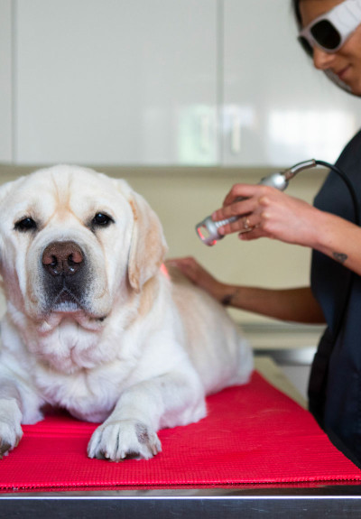 Image of Dott Tubaro Luca Ambulatorio Veterinario service in Torino, Piemonte, Italy