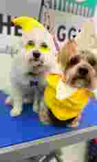 Image of TheDoggyHaus - Dog & Cat Grooming service in Dublin, Dublin, Ireland