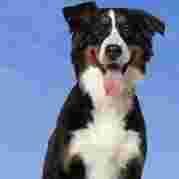 Image of Sit Happens Dog Training Inc. service in Port Coquitlam, British Columbia, Canada Image of Sit Happens Dog Training Inc. service in Port Coquitlam, British Columbia, Canada