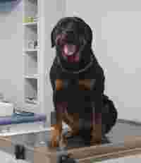 Image of Veterinary Medical Center - Juárez, Chih. service in Juarez, Chiapas, Mexico