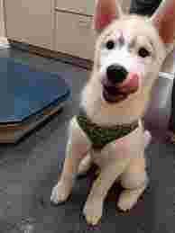 Image of Happy Tails Mobile Veterinary Clinic service in Oklahoma City, Oklahoma, United States