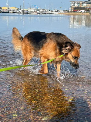 Image of Darla & Penny Pet Sitting service in Wimborne Minster, England, United Kingdom