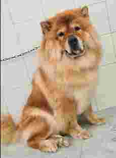 Image of Toelettatura spa ratatouille pet shop Palermo service in Palermo, Sicilia, Italy