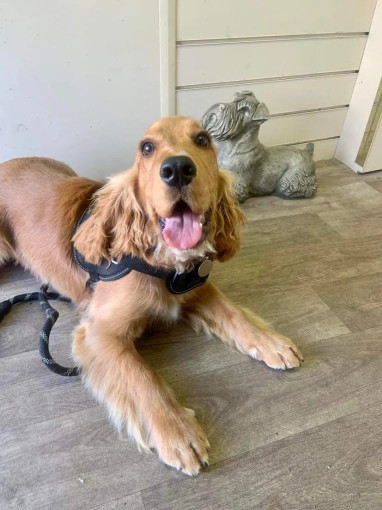 Image of Hair ‘n’ Hounds service in Felinfoel, Wales, United Kingdom