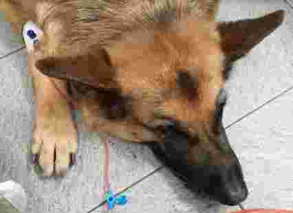 Image of Hospital Veterinari Balmes service in Barcelona, Barcelona, Spain