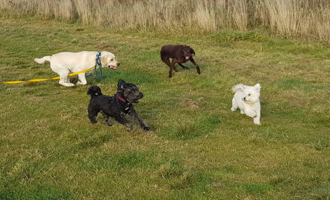 Image of K9 Therapy Centre service in Middlesbrough, England, United Kingdom