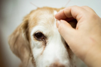 Image of Clinica Veterinaria Loba service in El Puntal, Región de Murcia, Spain