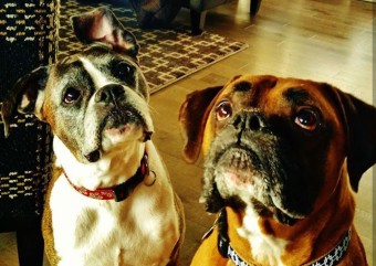 Image of Awesome dog walker service in Jersey City, New Jersey, United States Image of Awesome dog walker service in Jersey City, New Jersey, United States