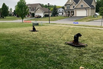Image of Reliable K9 Training service in Rochester, Minnesota, United States