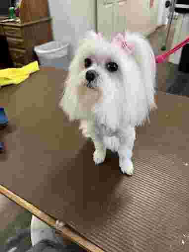 Image of Paws N Claws Pet Grooming - Carnegie service in Carnegie, Pennsylvania, United States Image of Paws N Claws Pet Grooming - Carnegie service in Carnegie, Pennsylvania, United States