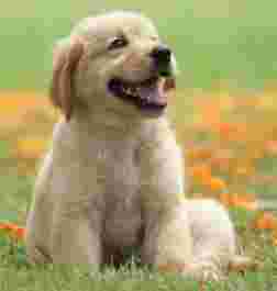 Image of Alsager Pet Stores service in Alsager, England, United Kingdom