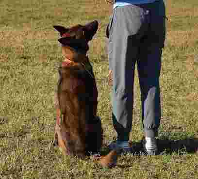 Image of Cavalier K9 service in Chesapeake, Virginia, United States