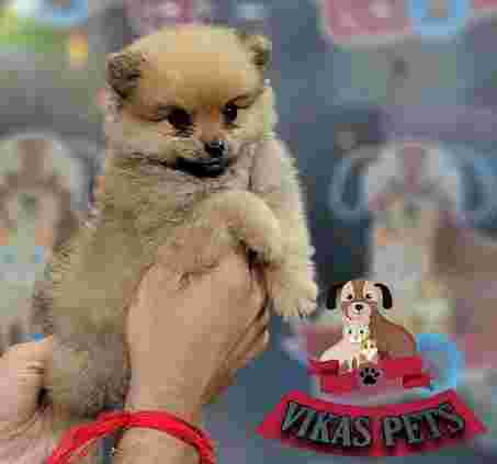 Image of Vikas pet shop & Grooming salon service in Delhi, Delhi, India