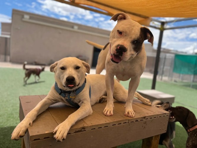 Image of Dog Days Doggie Day Care service in Rio Rancho, New Mexico, United States