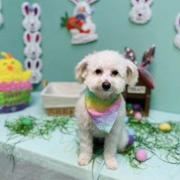 Image of Sadie's Grooming service in Dallas, Georgia, United States