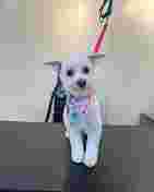 Image of Dani the Dog Groomer service in Milwaukee, Wisconsin, United States