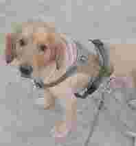 Image of Suraj Dog Walker - Noida Extension service in Greater Noida, Uttar Pradesh, India