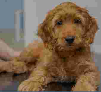Image of Hillside Veterinary Centre service in Corfe Mullen, England, United Kingdom
