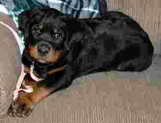 Image of Vom Hodge Guardian Rottweilers service in Pueblo, Colorado, United States Image of Vom Hodge Guardian Rottweilers service in Pueblo, Colorado, United States