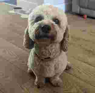 Image of The Dog Parlour service in Liverpool, England, United Kingdom