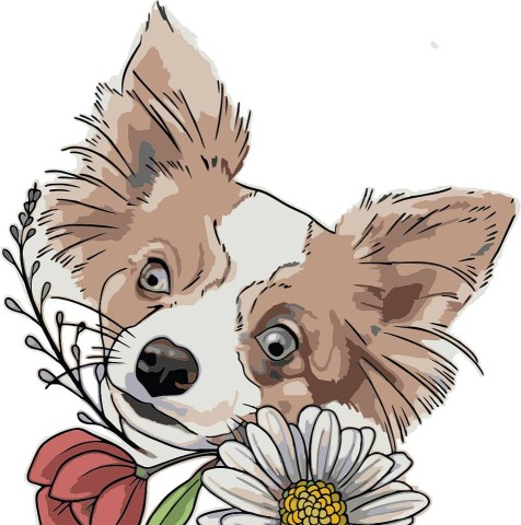 Image of Daisy's Doggy Daycare service in Parksville, British Columbia, Canada Image of Daisy's Doggy Daycare service in Parksville, British Columbia, Canada