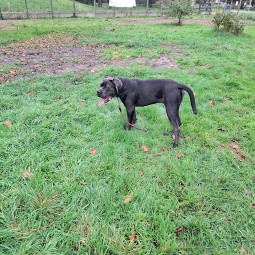 Image of Apolo Dog Training Entraineur Educateur canin & Comportementaliste Bordeaux Rive Droite service in Bassens, Nouvelle-Aquitaine, France