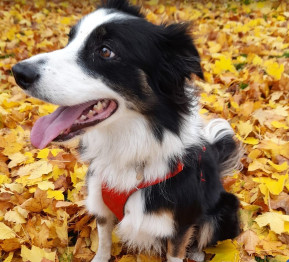 Image of Doggy Daycare And CSJ stockist service in Silverdale, England, United Kingdom