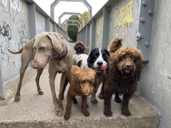Image of Mucky Pups Dog Walking, Boarding And Daycare service in Bramley, England, United Kingdom
