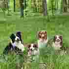 Image of DogTandem - Opieka nad psem, petsitting, dogwalking service in Krakow, Malopolskie, Poland