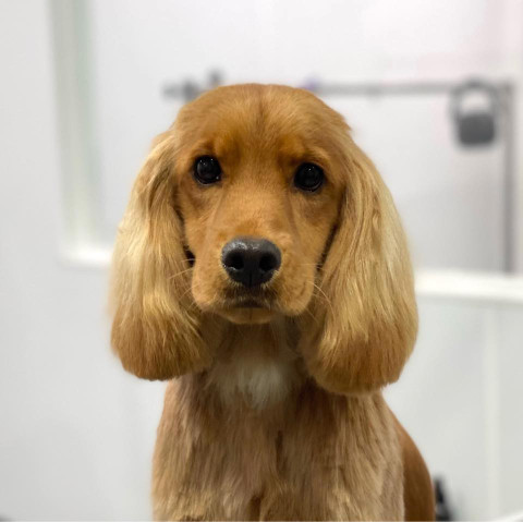 Image of Paws on Point | Professional Dog Grooming service in Auckland, Auckland, New Zealand