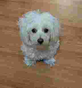 Image of Clippers-N-Snippers Pet Salon service in Baltimore, Maryland, United States