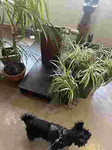 Image of Cabinet vétérinaire de la rue Sainte service in Marseille, Bouches-du-Rhone, France