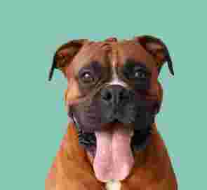 Image of Baromar Kennels service in Chipping Sodbury, England, United Kingdom