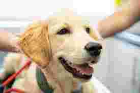Image of Emergency Vet - Newcastle upon Tyne service in Newcastle upon Tyne, England, United Kingdom Image of Emergency Vet - Newcastle upon Tyne service in Newcastle upon Tyne, England, United Kingdom