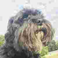 Image of The Dog Groomer - Liverpool service in Liverpool, England, United Kingdom