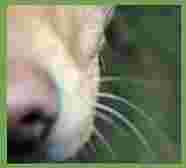 Image of One Dog at a Time service in Seattle, Washington, United States