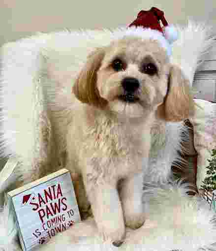 Image of Southern Styles Pet Salon service in Hendersonville, Tennessee, United States