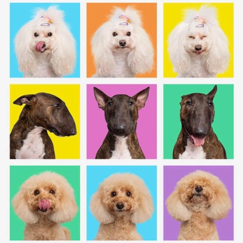Image of Cheeky Dog Salon service in Klemzig, South Australia, Australia