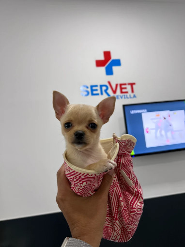 Image of Clínica Veterinaria San Bernardo service in Seville, Andalusia, Spain