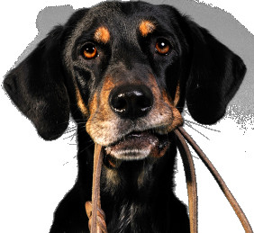 Image of Precious Paws Premium Doggy Day Care service in Liverpool, England, United Kingdom