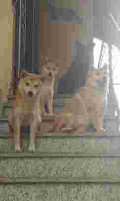 Image of Veterinary Clinic Dr. La Perna service in Torino, Piemonte, Italy