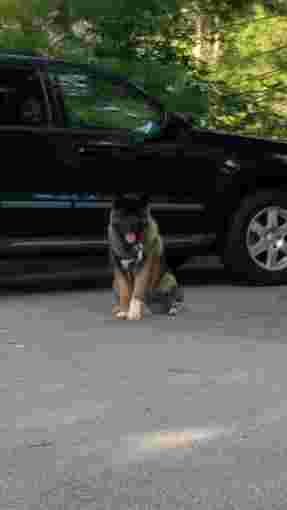 Image of Duxbury Kennels service in Plymouth County, Massachusetts, United States Image of Duxbury Kennels service in Plymouth County, Massachusetts, United States