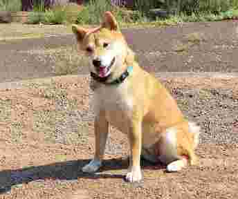 Image of BCN ANIMALS service in Barcelona, Barcelona, Spain